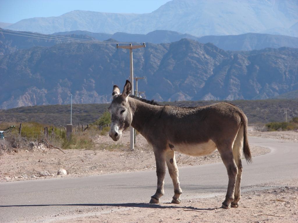 Foto de Campana, Argentina