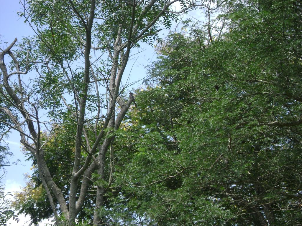 Foto de San José (Dpto. Caaguazu), Paraguay