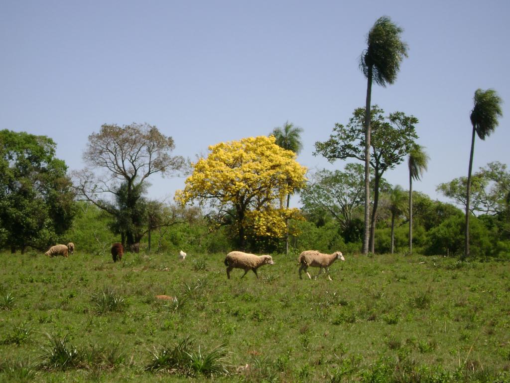 Foto de San José (Dpto. Caaguazu), Paraguay