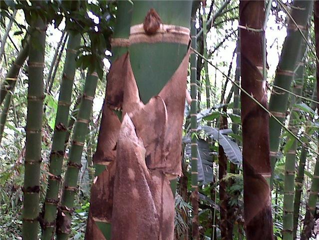 Foto de Cali, Colombia