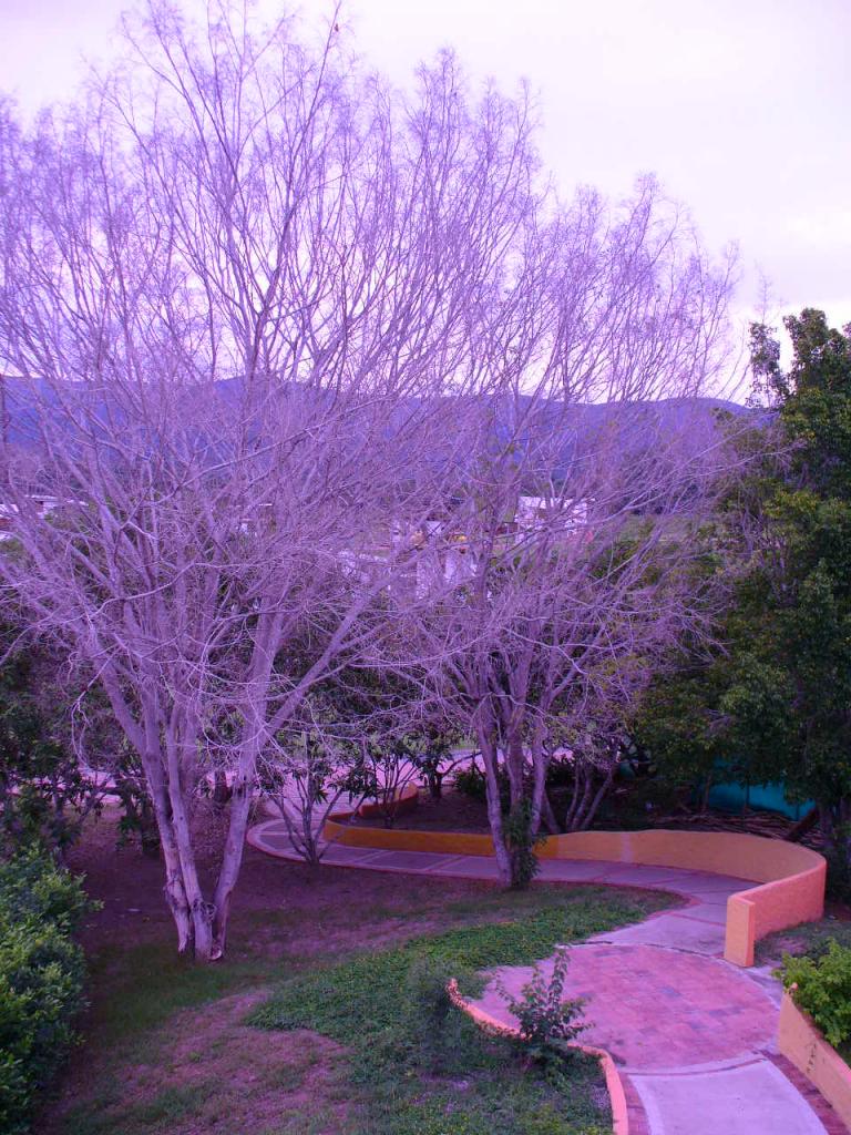 Foto de Carmen de Apicala, Colombia