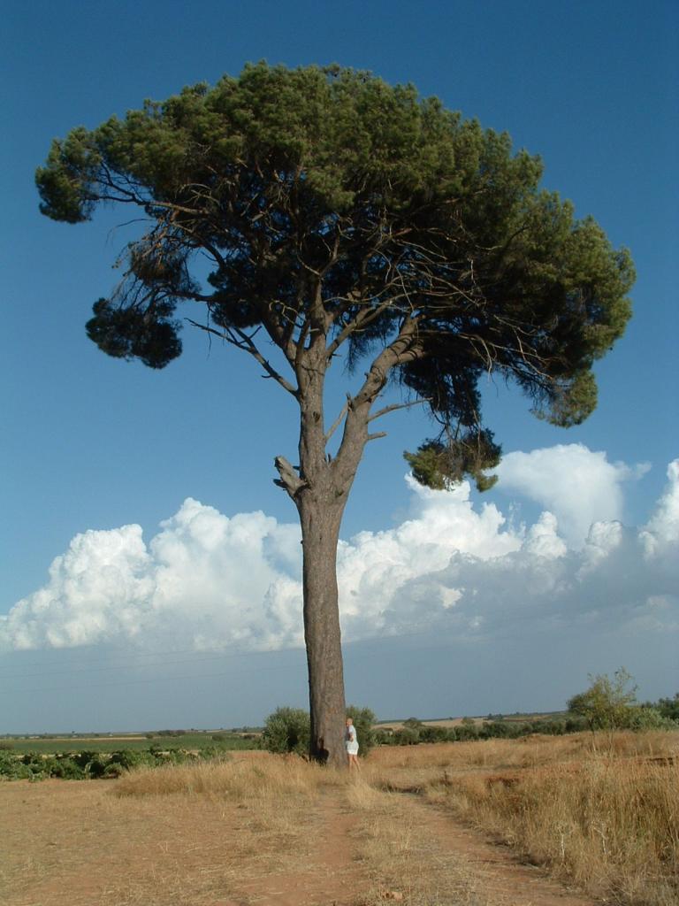 Foto de Villarta (Cuenca), España
