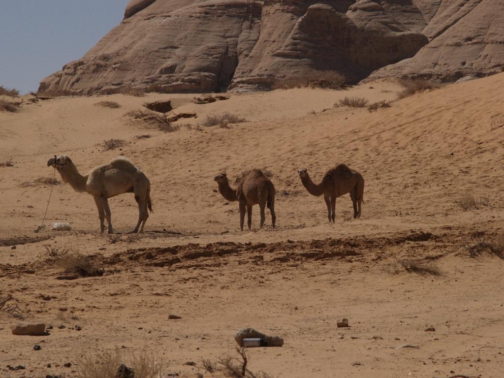 Foto de Wadi Rum, Jordania