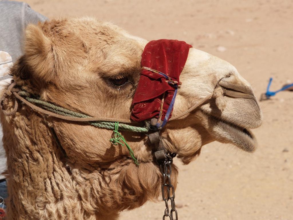 Foto de Wadi Rum, Jordania