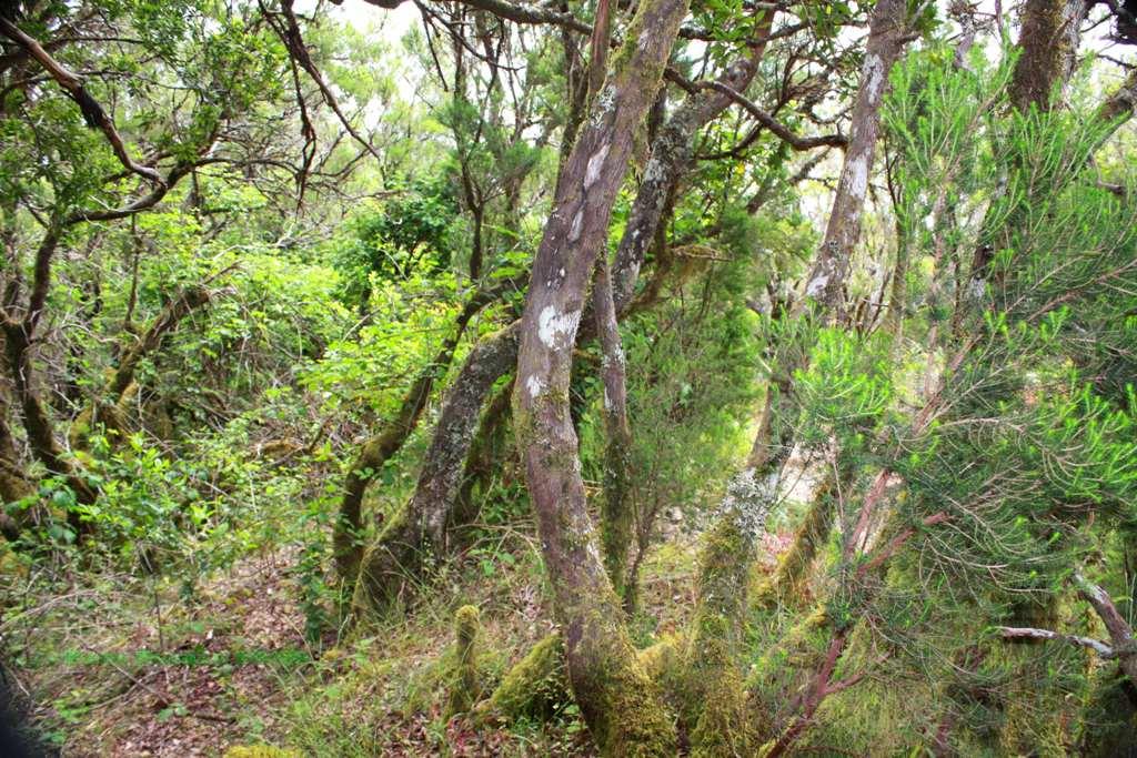 Foto de La Gomera (Santa Cruz de Tenerife), España