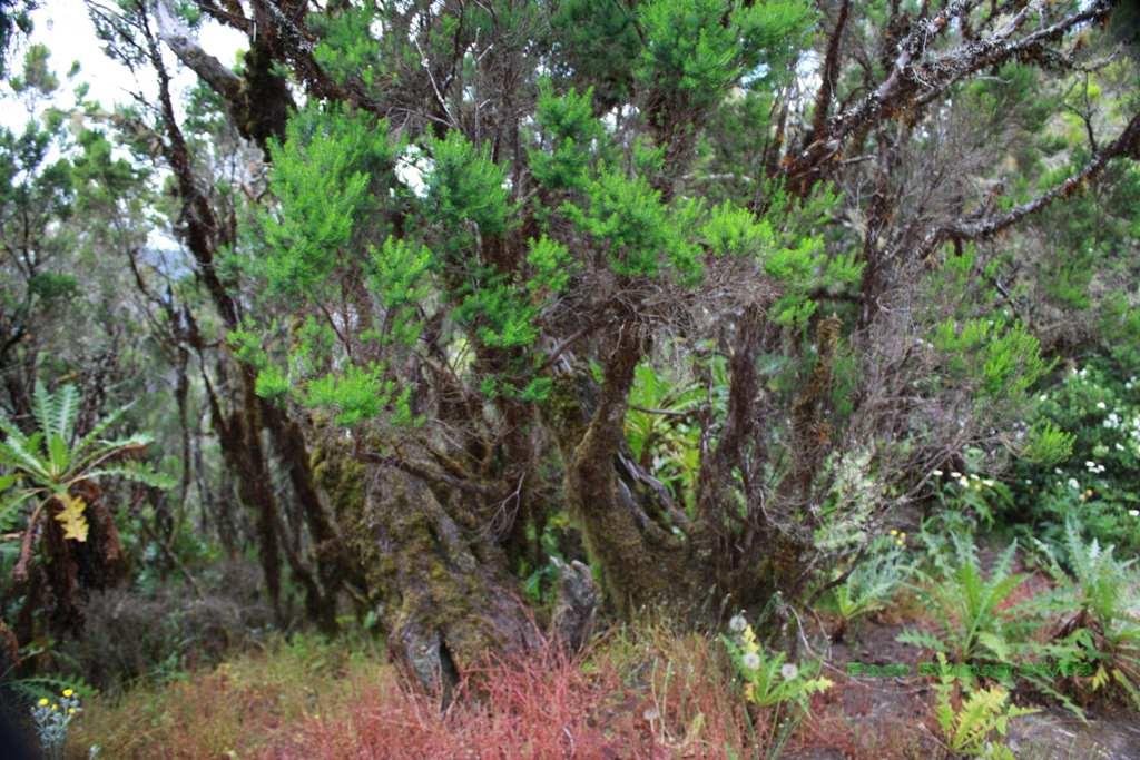 Foto de La Gomera (Santa Cruz de Tenerife), España