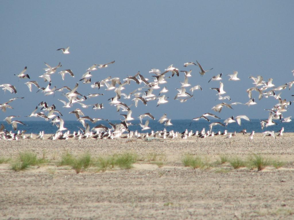 Foto de Skagen, Dinamarca