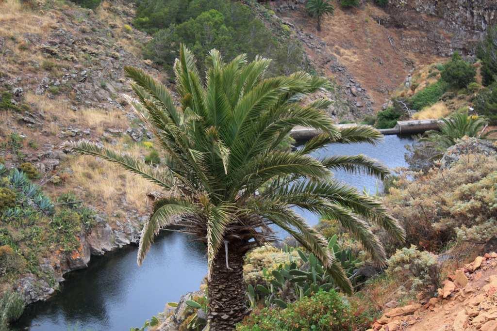 Foto de La Gomera (Santa Cruz de Tenerife), España
