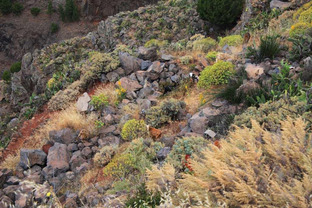 Foto de La Gomera (Santa Cruz de Tenerife), España