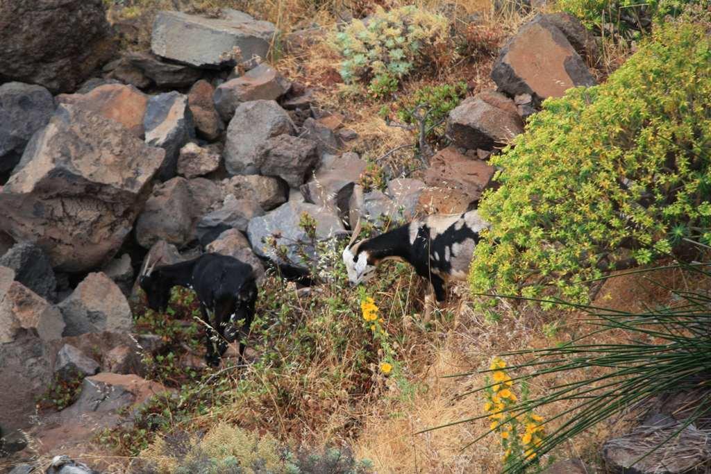 Foto de La Gomera (Santa Cruz de Tenerife), España