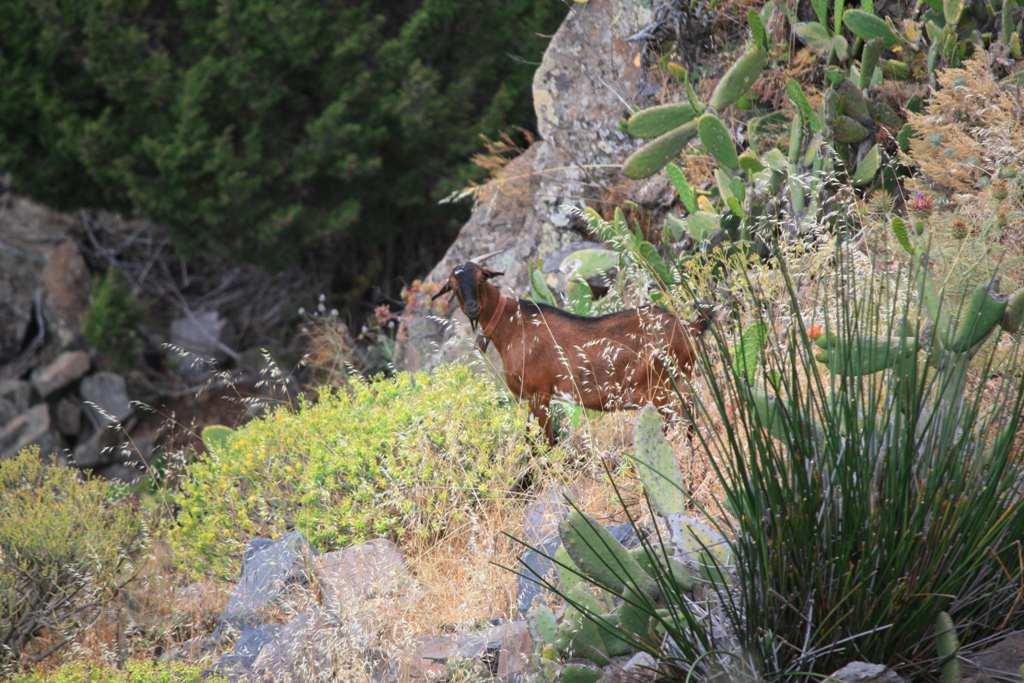 Foto de La Gomera (Santa Cruz de Tenerife), España