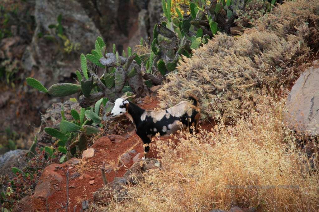 Foto de La Gomera (Santa Cruz de Tenerife), España