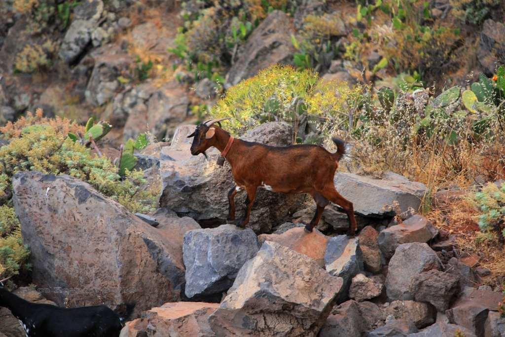 Foto de La Gomera (Santa Cruz de Tenerife), España