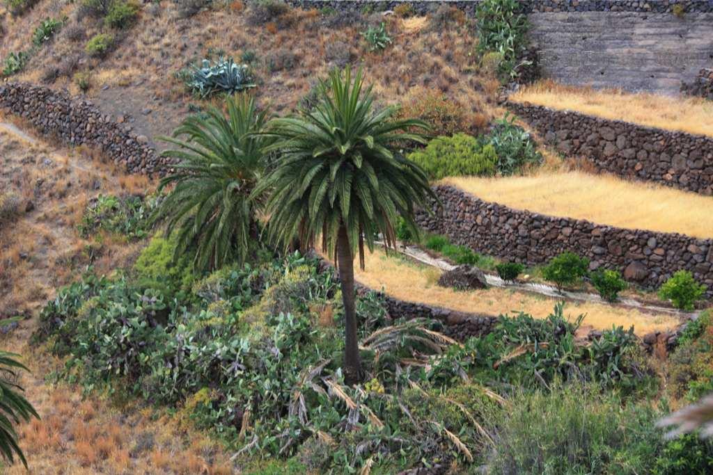 Foto de La Gomera (Santa Cruz de Tenerife), España