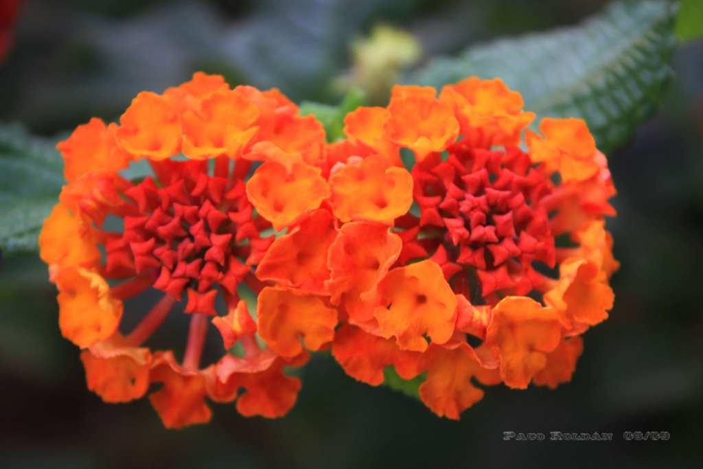 Foto de La Gomera (Santa Cruz de Tenerife), España