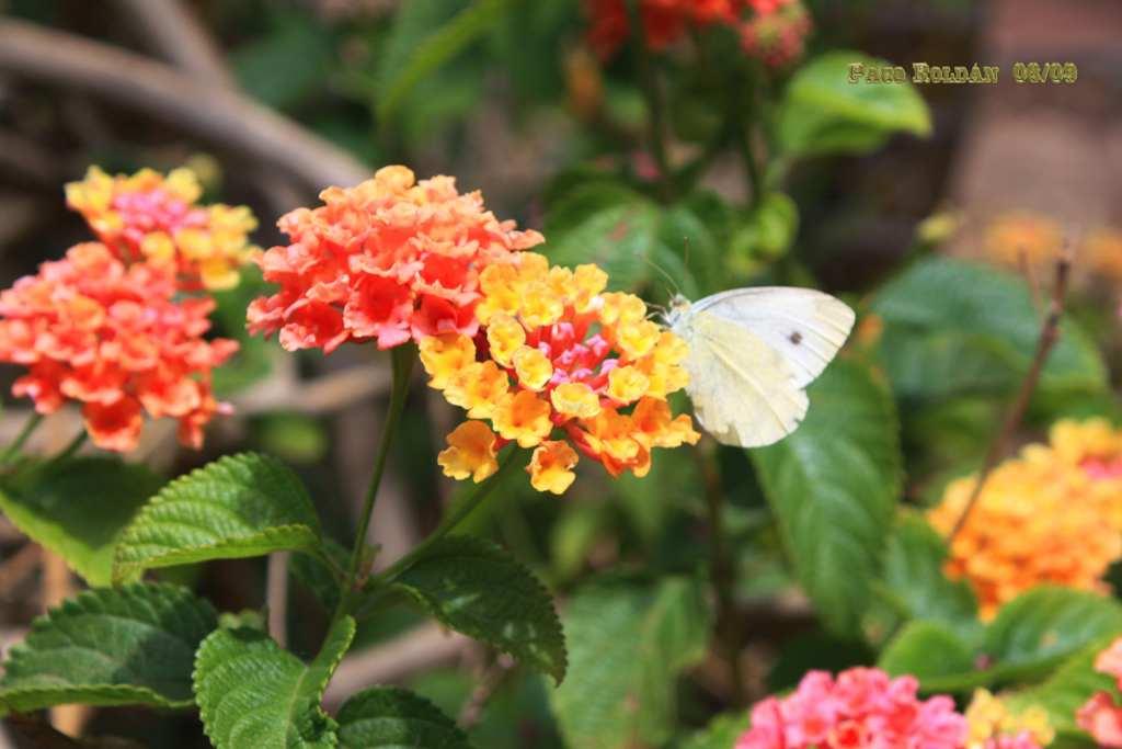 Foto de La Gomera (Santa Cruz de Tenerife), España