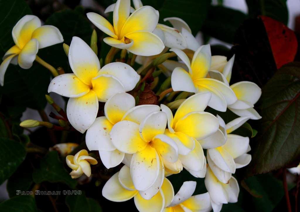 Foto de La Gomera (Santa Cruz de Tenerife), España