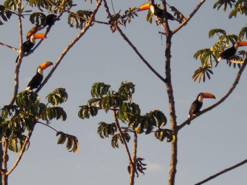 Foto de Piracanjuba, Brasil