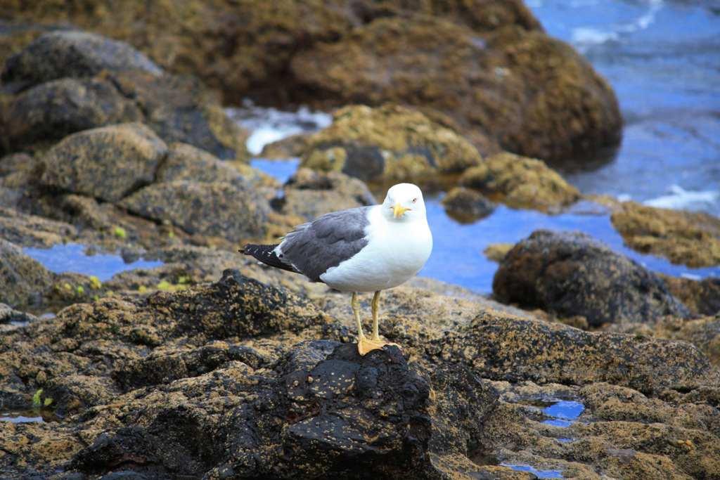 Foto de La Gomera (Santa Cruz de Tenerife), España