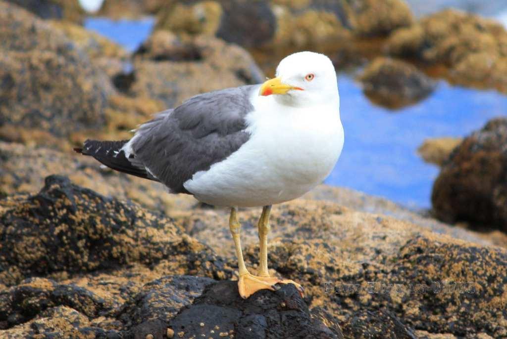 Foto de La Gomera (Santa Cruz de Tenerife), España