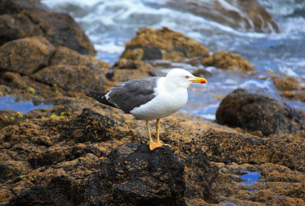 Foto de La Gomera (Santa Cruz de Tenerife), España