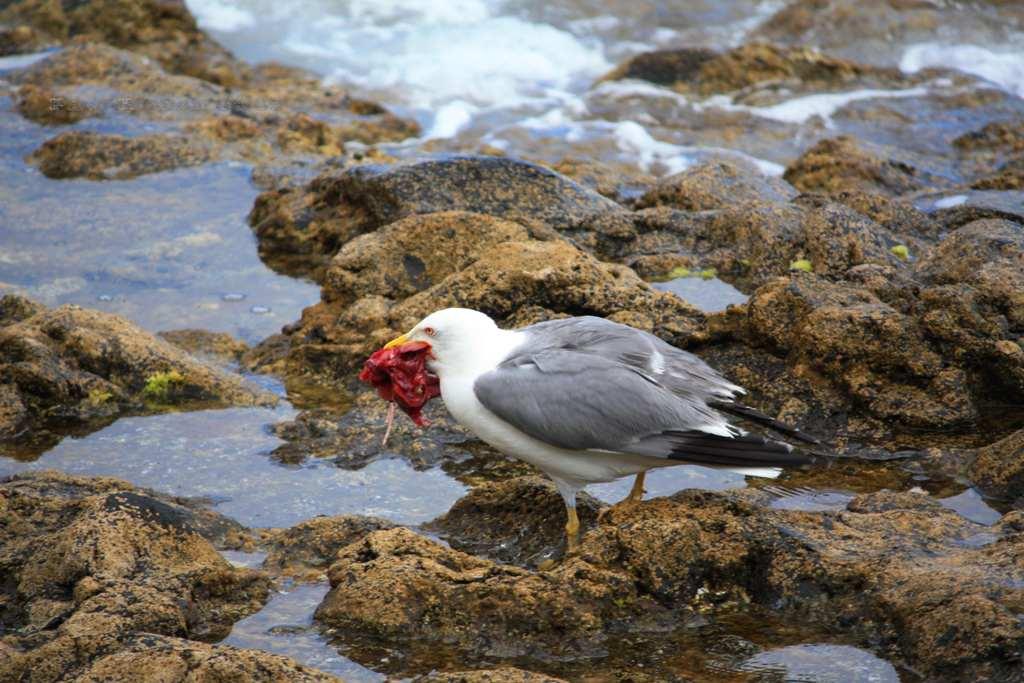 Foto de La Gomera (Santa Cruz de Tenerife), España