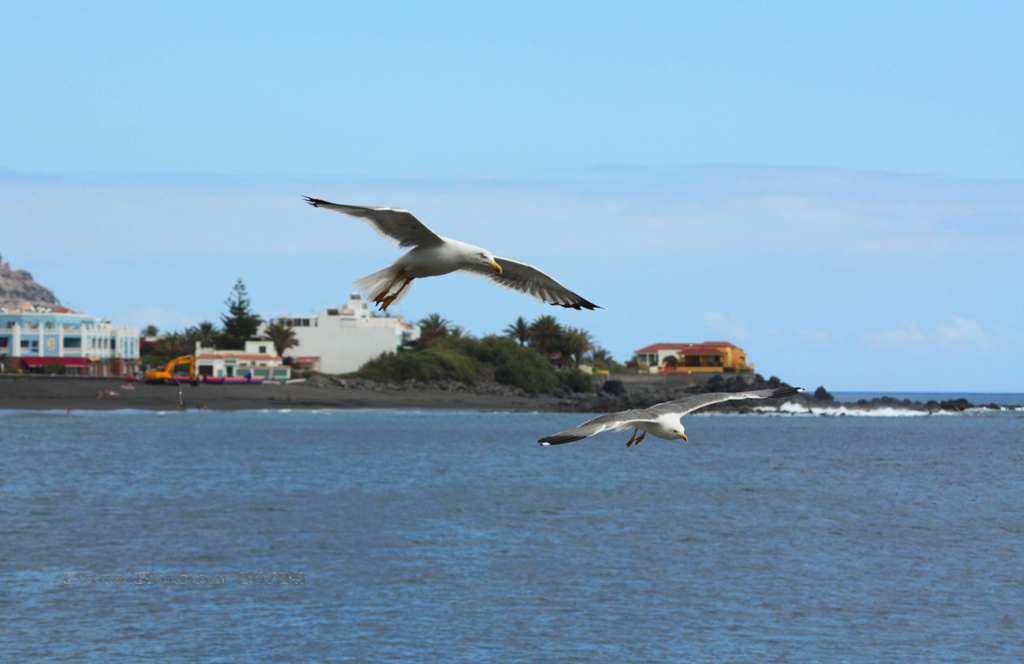 Foto de La Gomera (Santa Cruz de Tenerife), España