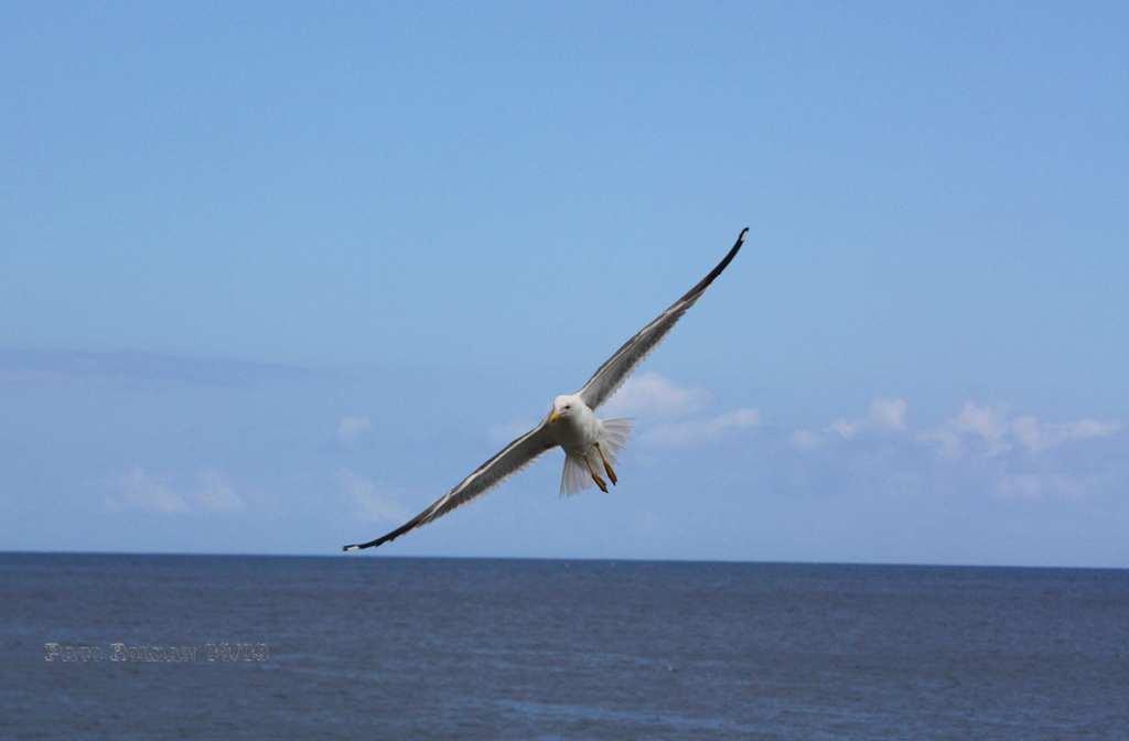 Foto de La Gomera (Santa Cruz de Tenerife), España