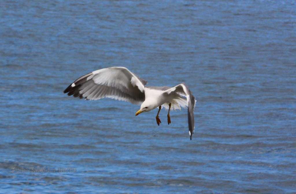 Foto de La Gomera (Santa Cruz de Tenerife), España