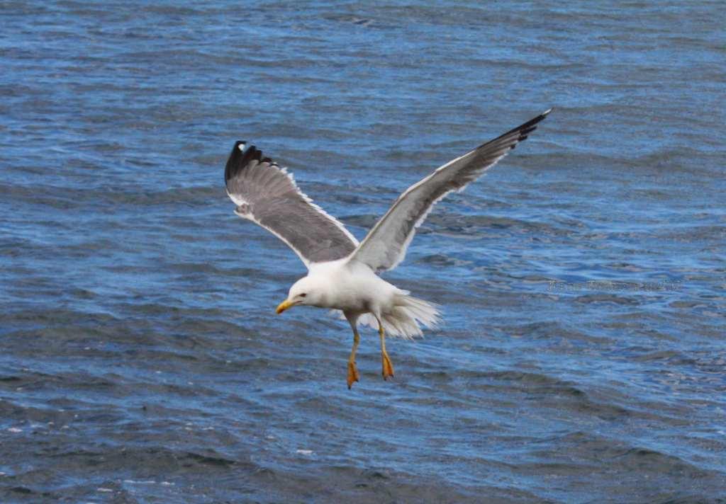 Foto de La Gomera (Santa Cruz de Tenerife), España