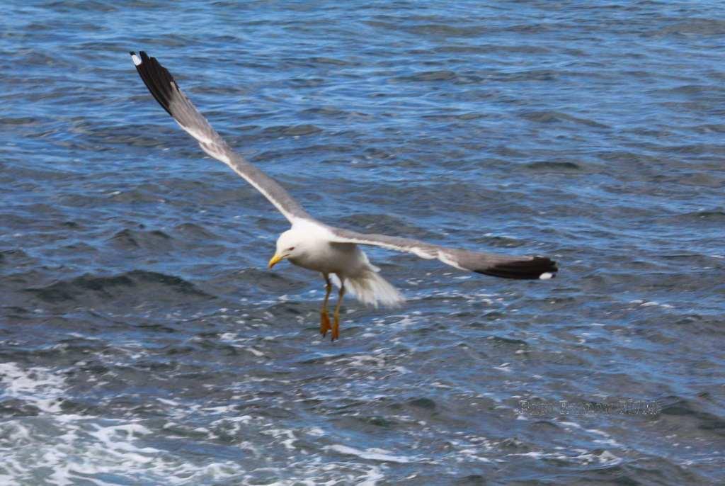 Foto de La Gomera (Santa Cruz de Tenerife), España