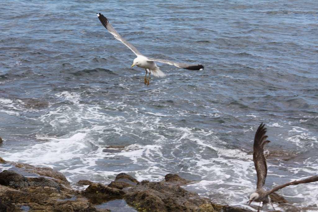 Foto de La Gomera (Santa Cruz de Tenerife), España