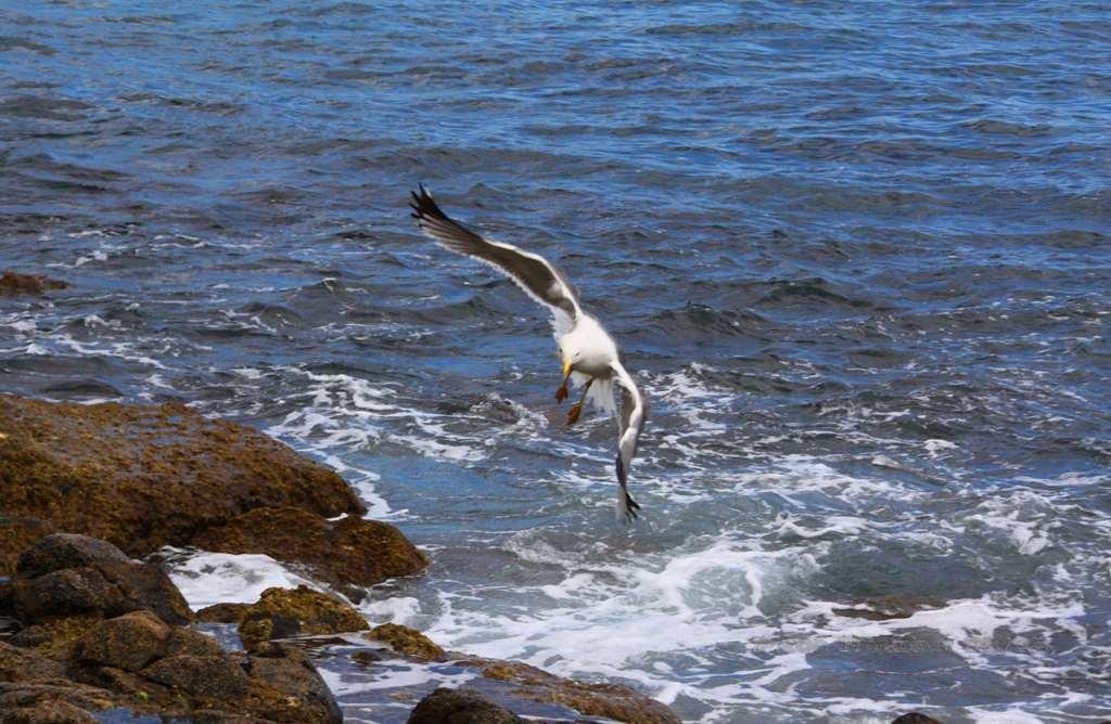 Foto de La Gomera (Santa Cruz de Tenerife), España