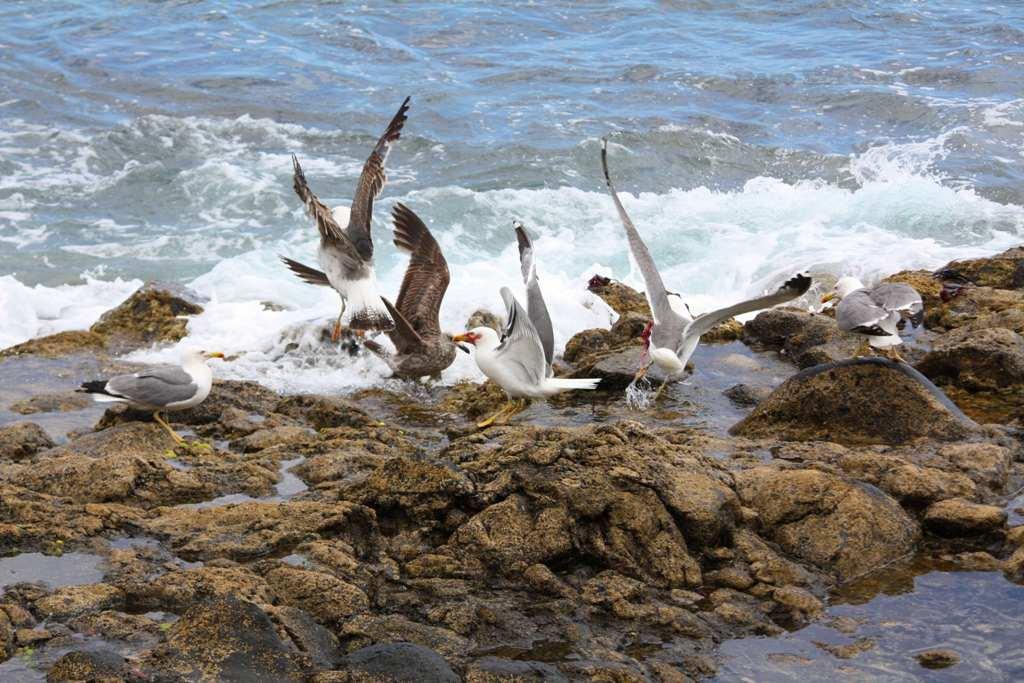 Foto de La Gomera (Santa Cruz de Tenerife), España