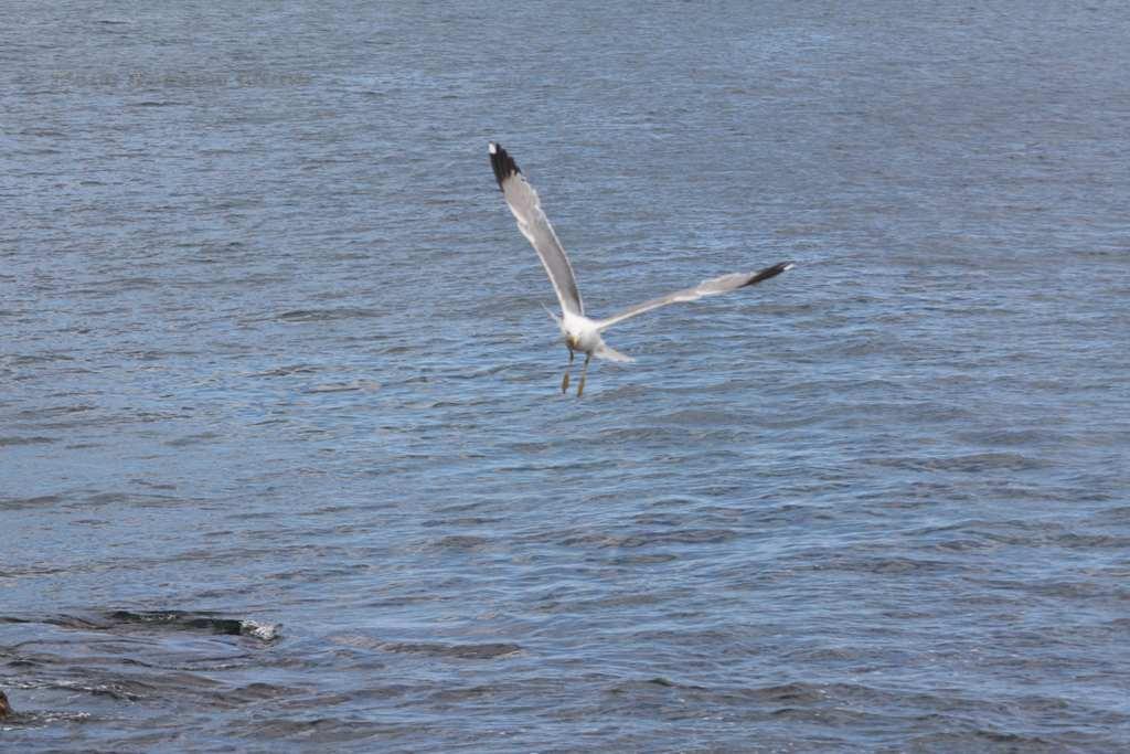 Foto de La Gomera (Santa Cruz de Tenerife), España