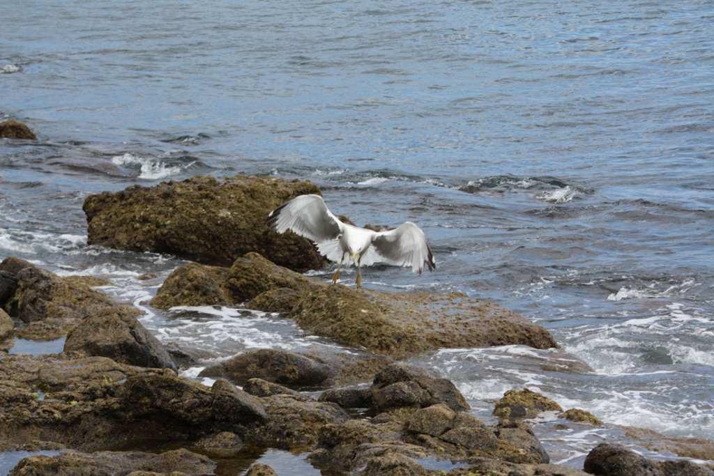 Foto de La Gomera (Santa Cruz de Tenerife), España