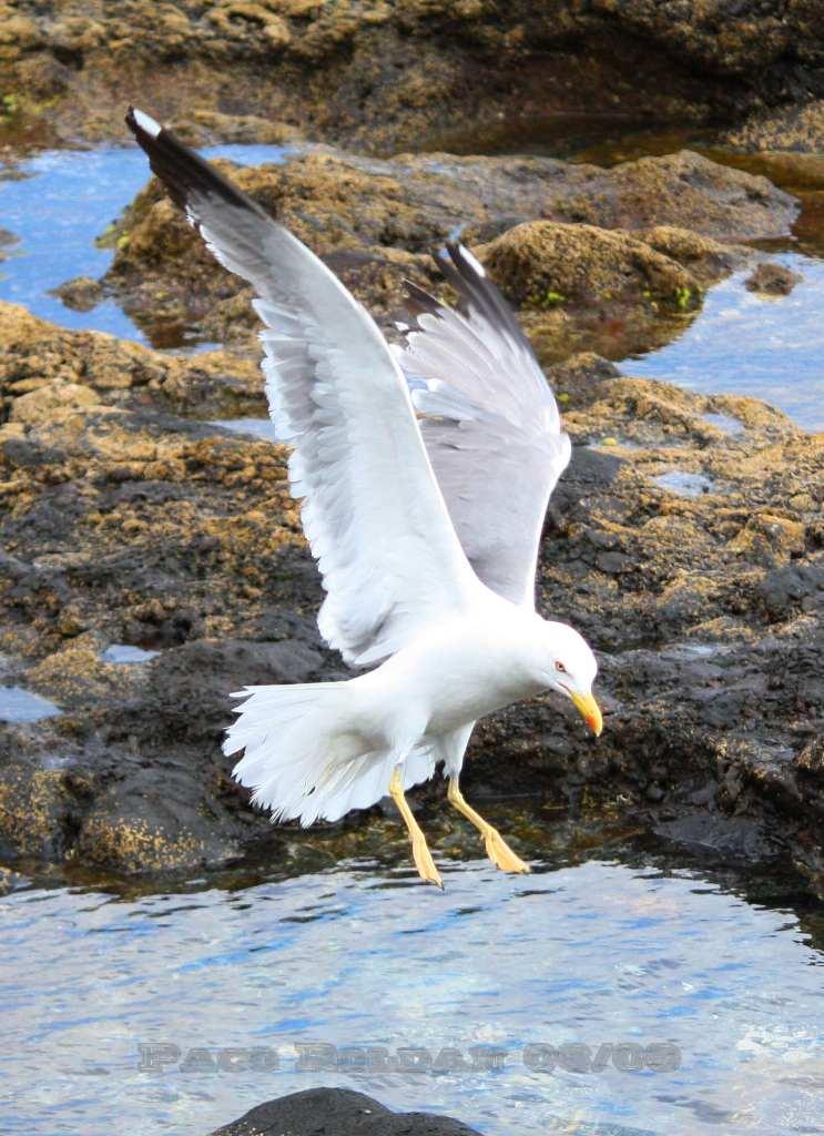 Foto de La Gomera (Santa Cruz de Tenerife), España