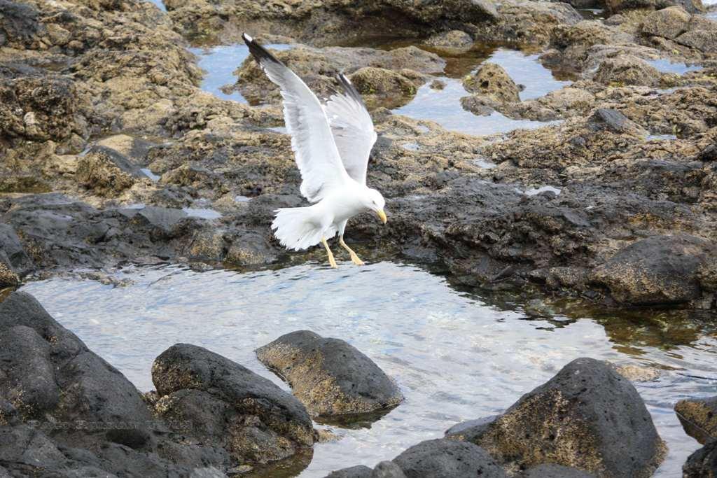 Foto de La Gomera (Santa Cruz de Tenerife), España