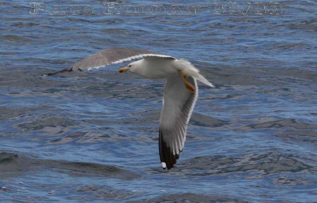 Foto de La Gomera (Santa Cruz de Tenerife), España