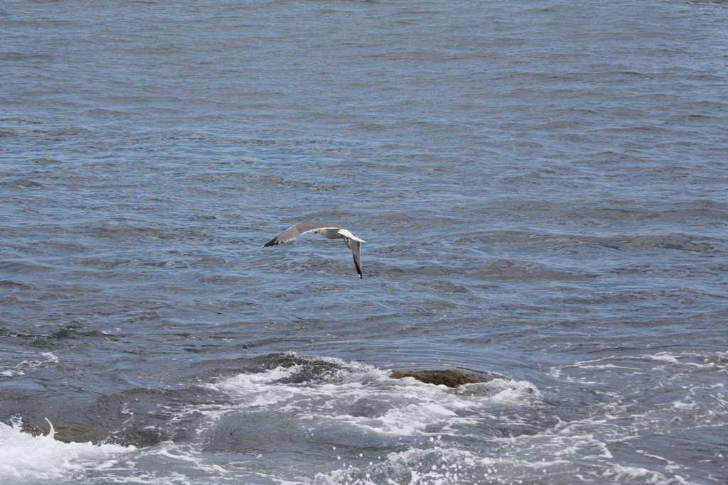 Foto de La Gomera (Santa Cruz de Tenerife), España