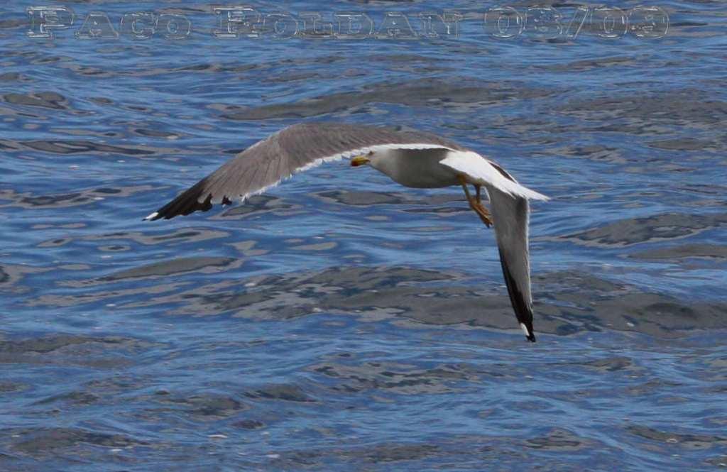 Foto de La Gomera (Santa Cruz de Tenerife), España