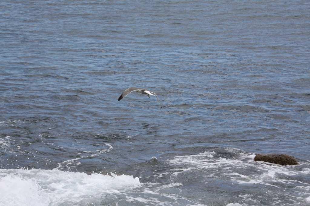 Foto de La Gomera (Santa Cruz de Tenerife), España