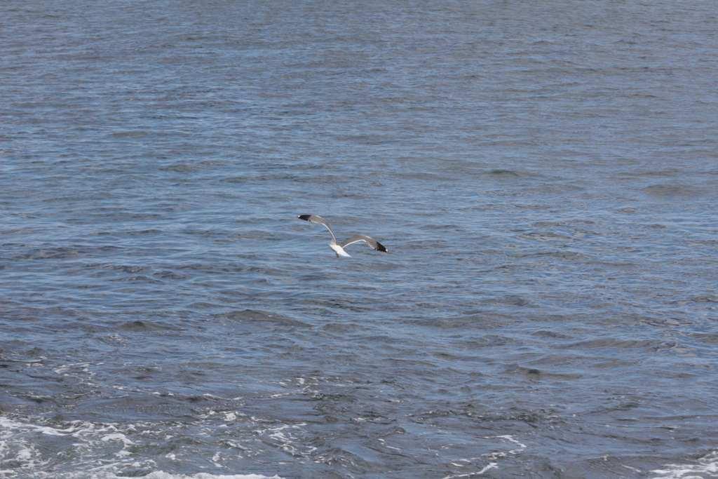 Foto de La Gomera (Santa Cruz de Tenerife), España