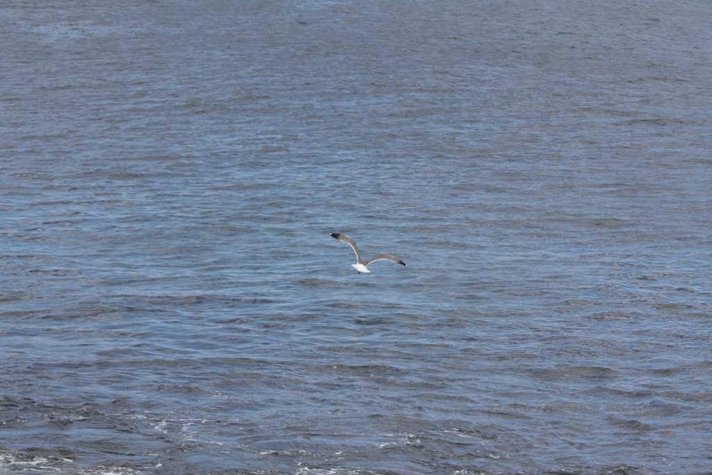 Foto de La Gomera (Santa Cruz de Tenerife), España