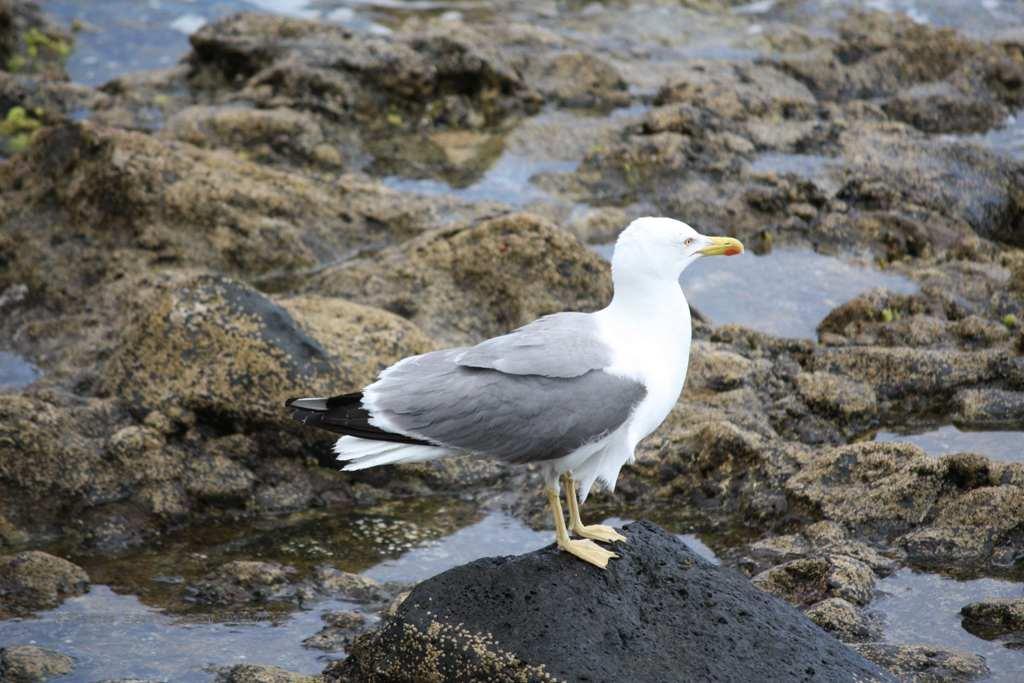 Foto de La Gomera (Santa Cruz de Tenerife), España