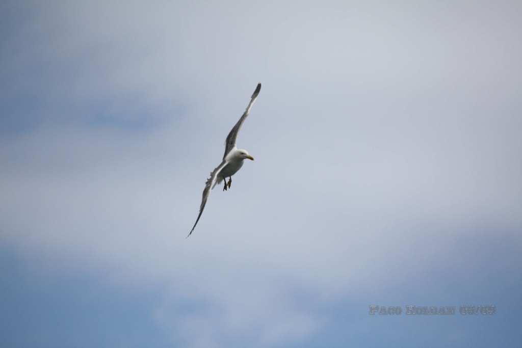 Foto de La Gomera (Santa Cruz de Tenerife), España