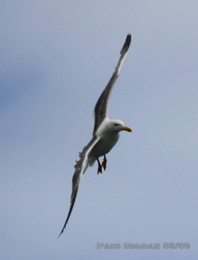Foto de La Gomera (Santa Cruz de Tenerife), España