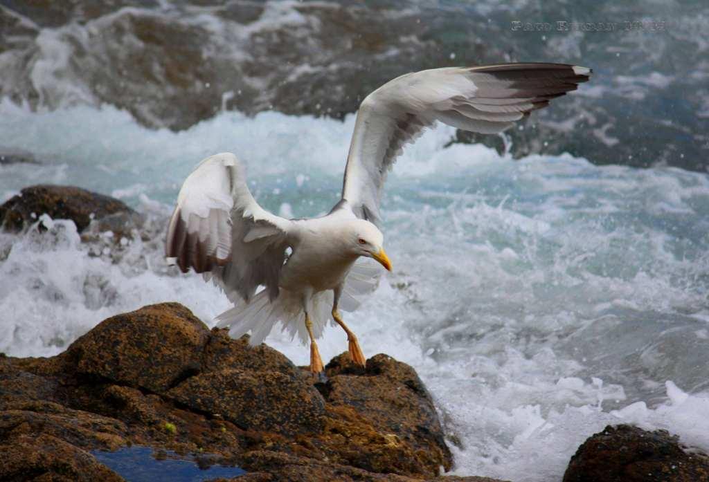 Foto de La Gomera (Santa Cruz de Tenerife), España