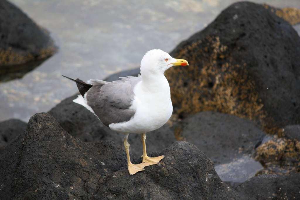 Foto de La Gomera (Santa Cruz de Tenerife), España