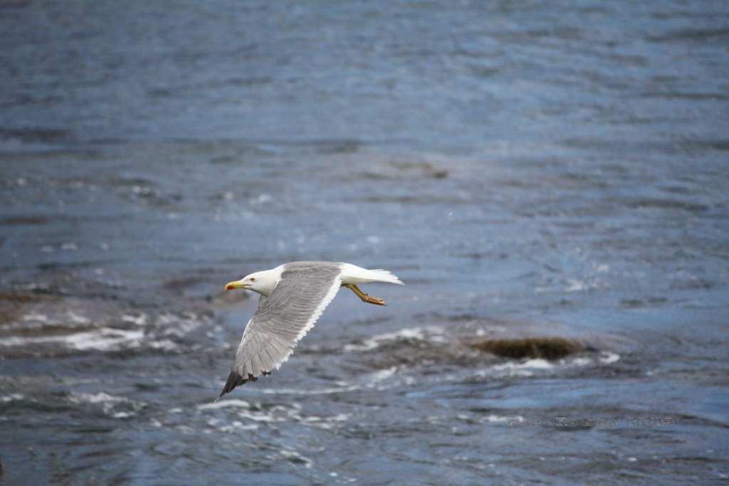 Foto de La Gomera (Santa Cruz de Tenerife), España